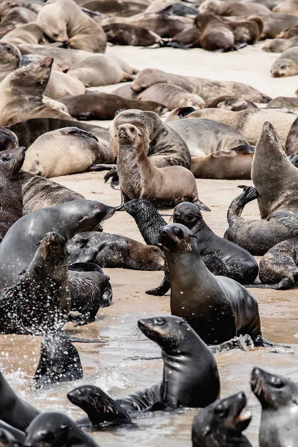 Cape fur seals colony