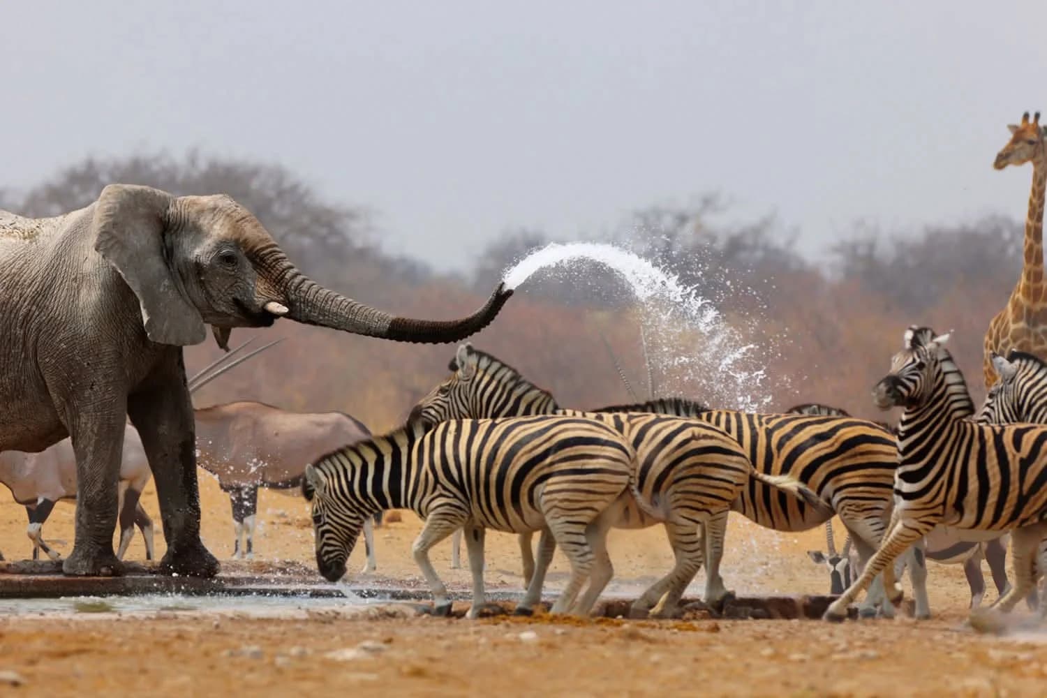 Classic Namibia