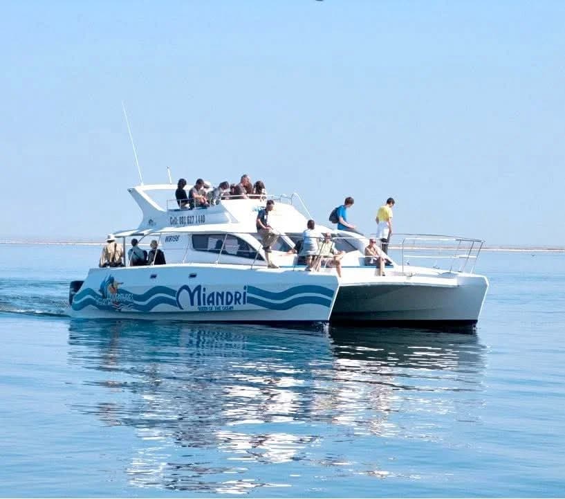 Namibia's Marine Big 5: What You'll See on the Catamaran